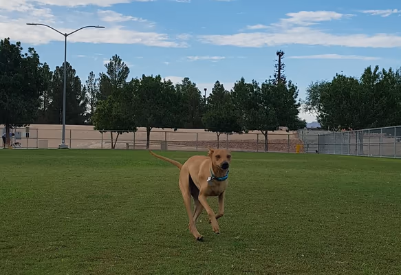 Barkin' Basin Dog Park at Wayne Bunker Park